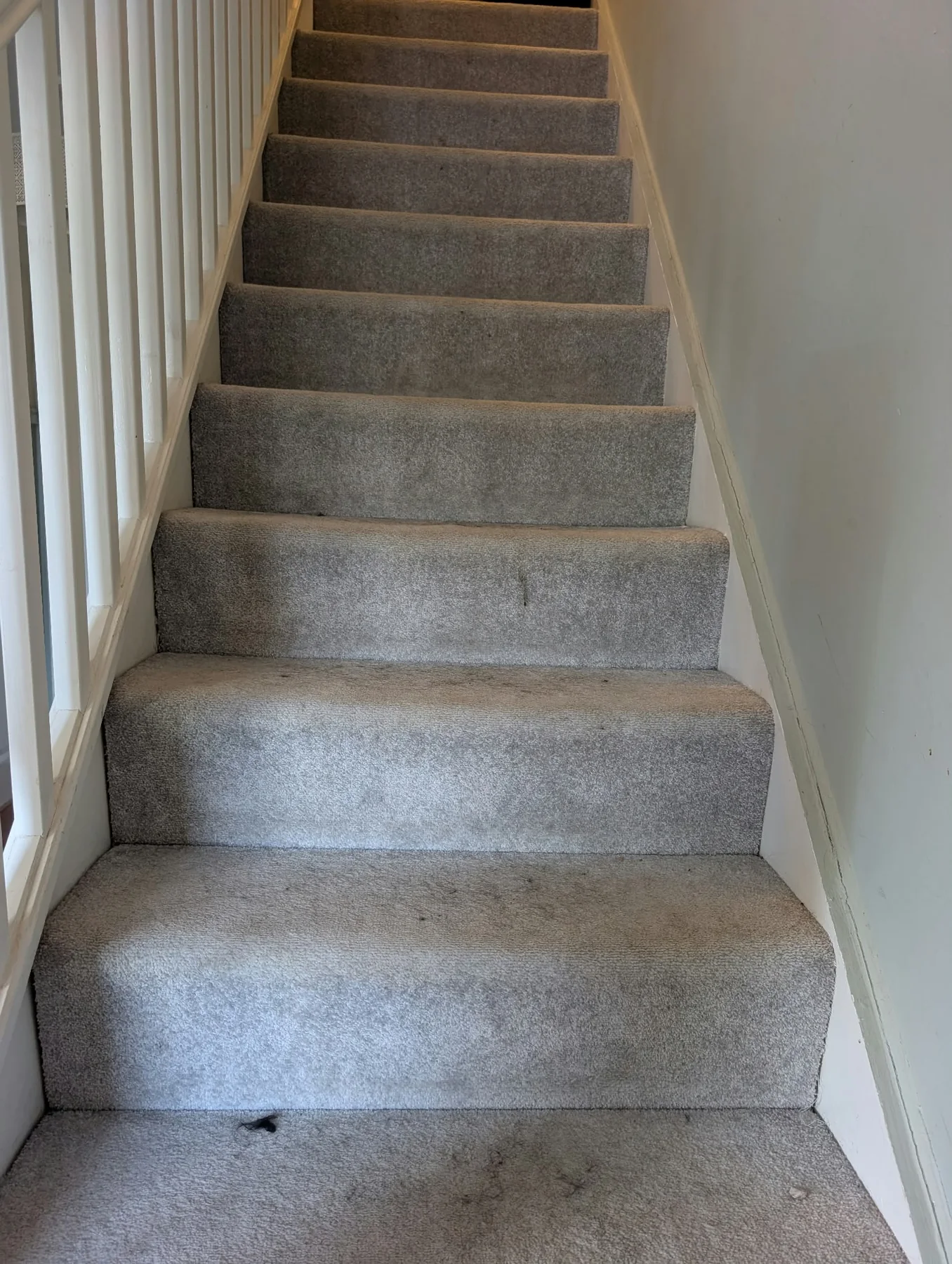 Professional carpet cleaning — CNP Services at work